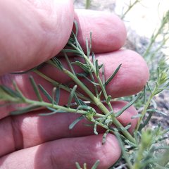Brickellia eupatorioides