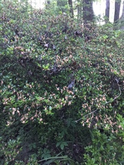 Rhododendron prinophyllum