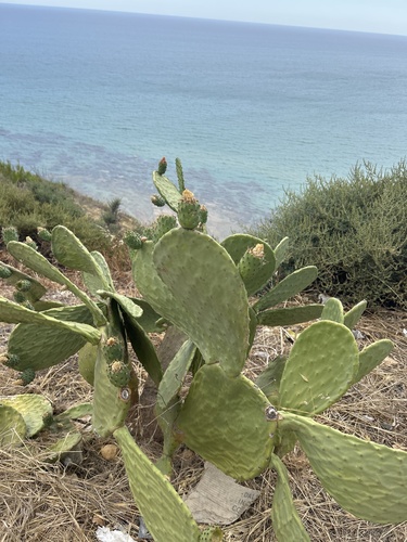 Indian fig opuntia