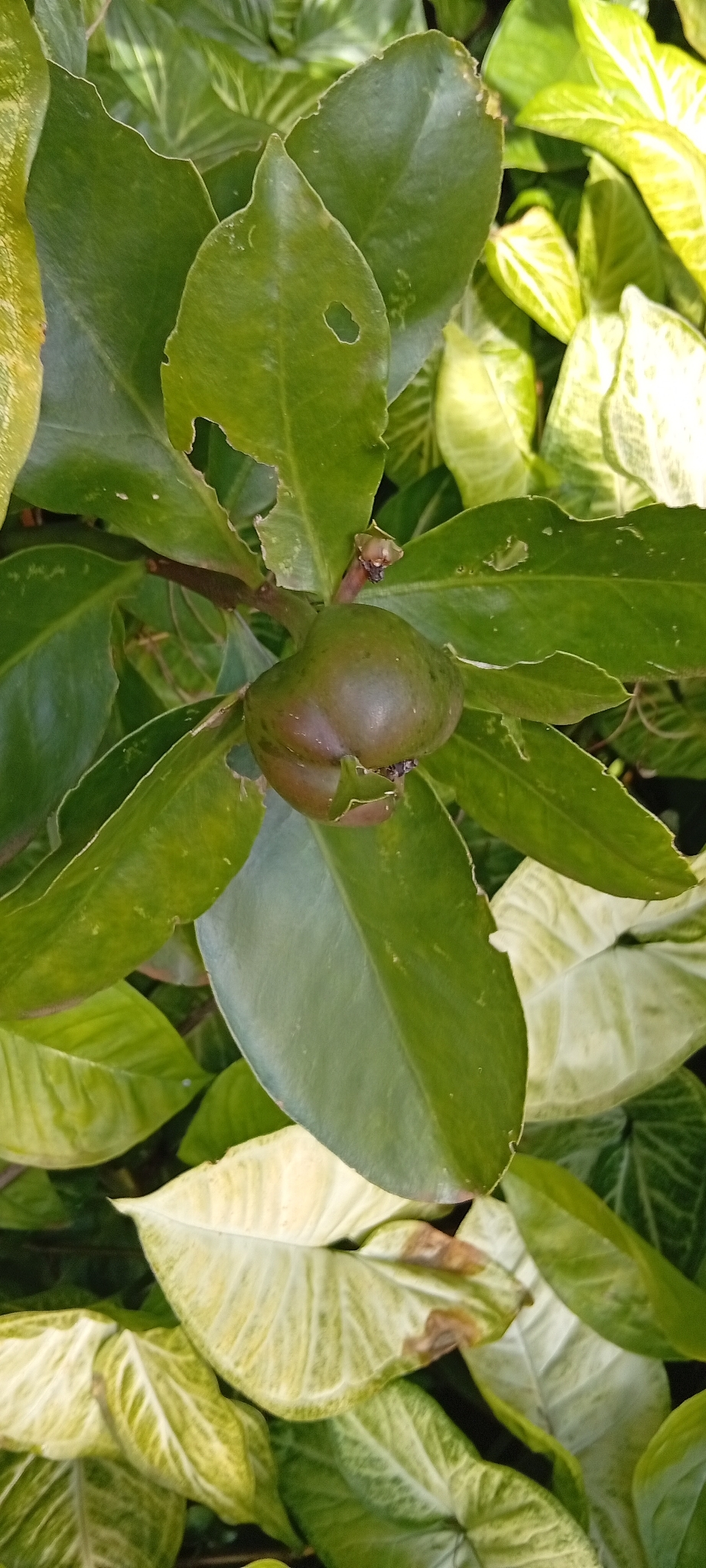 Pereskia grandifolia