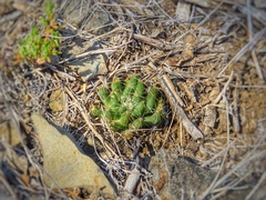 Mammillaria sphaerica
