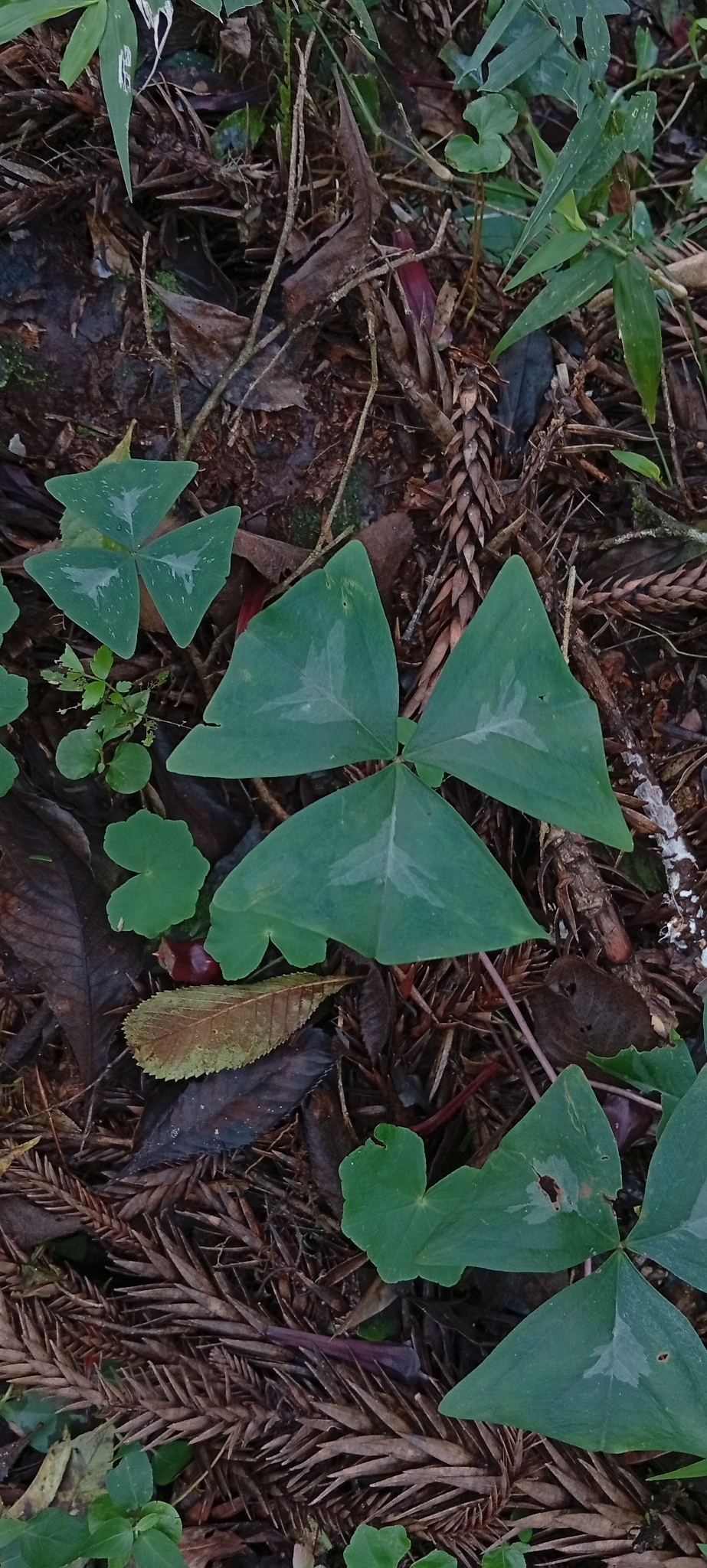 Oxalis triangularis