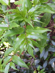 Staphylea japonica