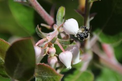 Protosmia rubifloris