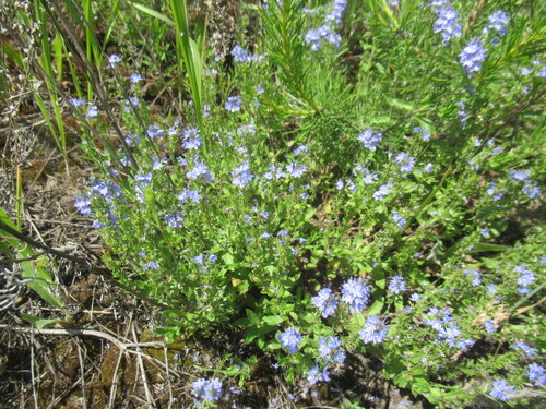 Veronica prostrata, photograph 5