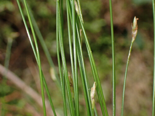 Trichophorum subcapitatum observed 2026-06-23