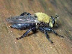 Laphria virginica