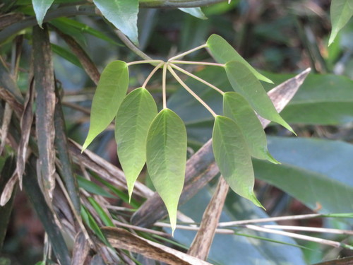 Stauntonia hexaphylla (Stauntonia hexaphylla)