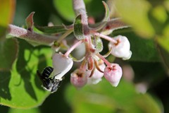 Protosmia rubifloris