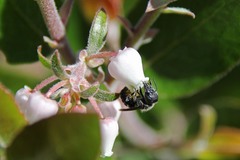 Protosmia rubifloris