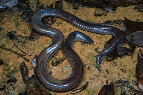 Hainan Sunbeam Snake