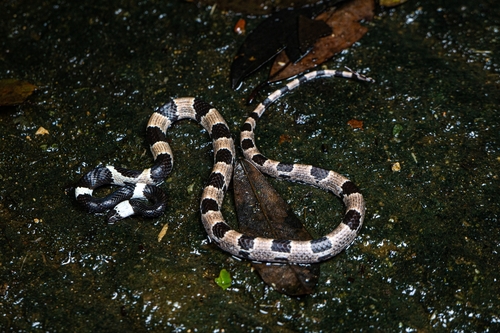 Sichuan Wolf Snake