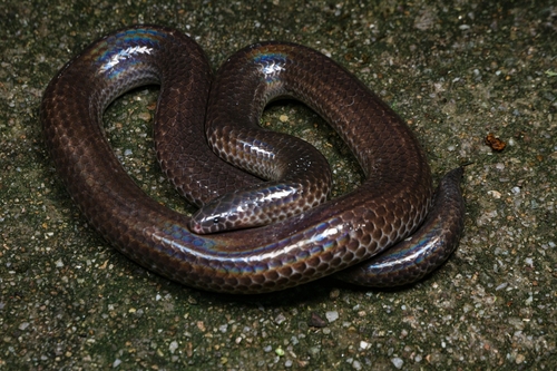 Hainan Sunbeam Snake