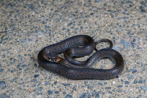 Pope's Keelback
