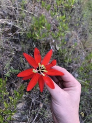 Passiflora manicata