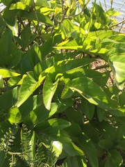 Glehnia littoralis