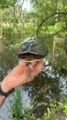 Painted Turtle