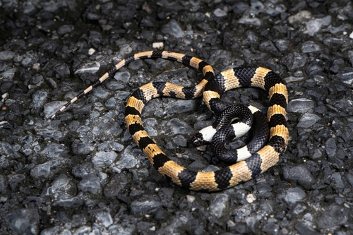 Sichuan Wolf Snake