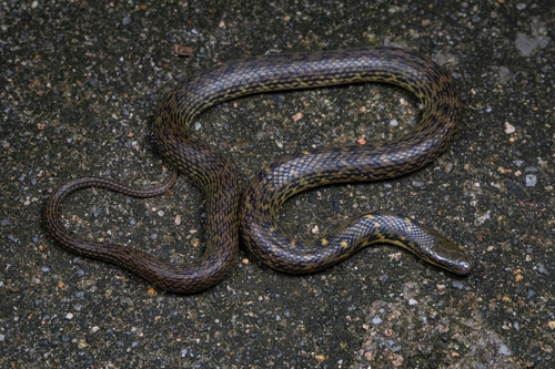 Opisthotropis cheni