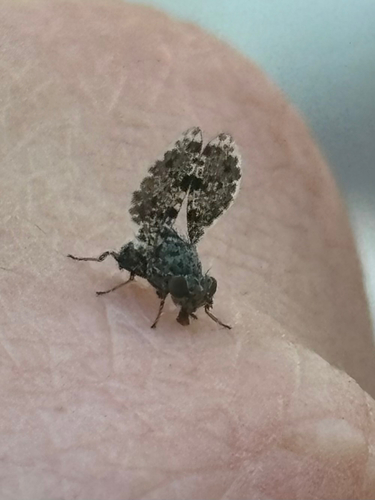 Peacock Fly