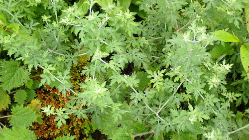 Chrysanthemum arisanense, 2026-06-24