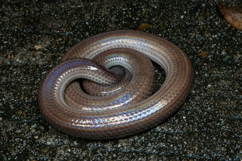Hainan Sunbeam Snake