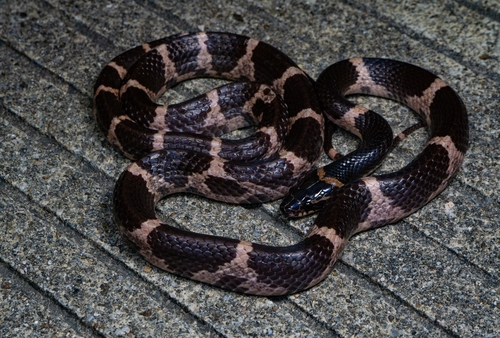 Rose Big-tooth Snake