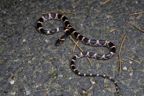 Rose Big-tooth Snake