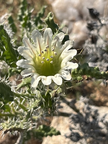 White Nectarcup