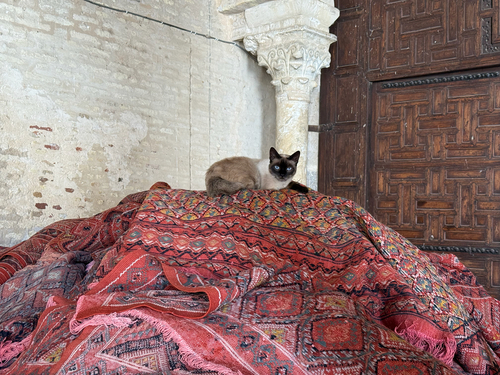 Domestic Cat