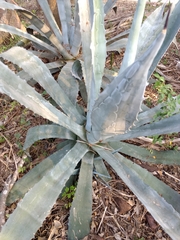 Agave americana
