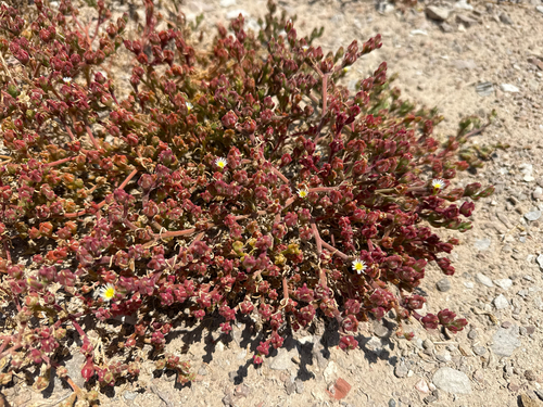 Slender Iceplant