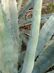 Agave americana