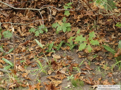 Chloraea membranacea
