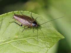 Ectobius erythronotus