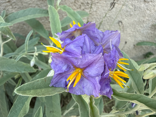 silverleaf nightshade