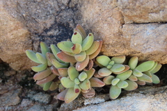 Crassula sericea