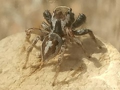 Habronattus formosus