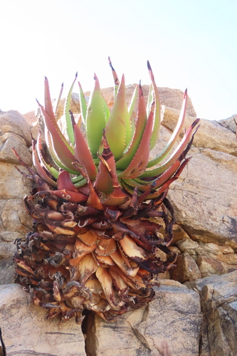 Aloe gariepensis