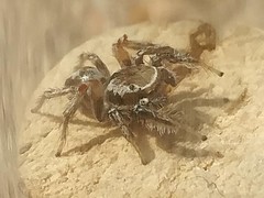 Habronattus formosus