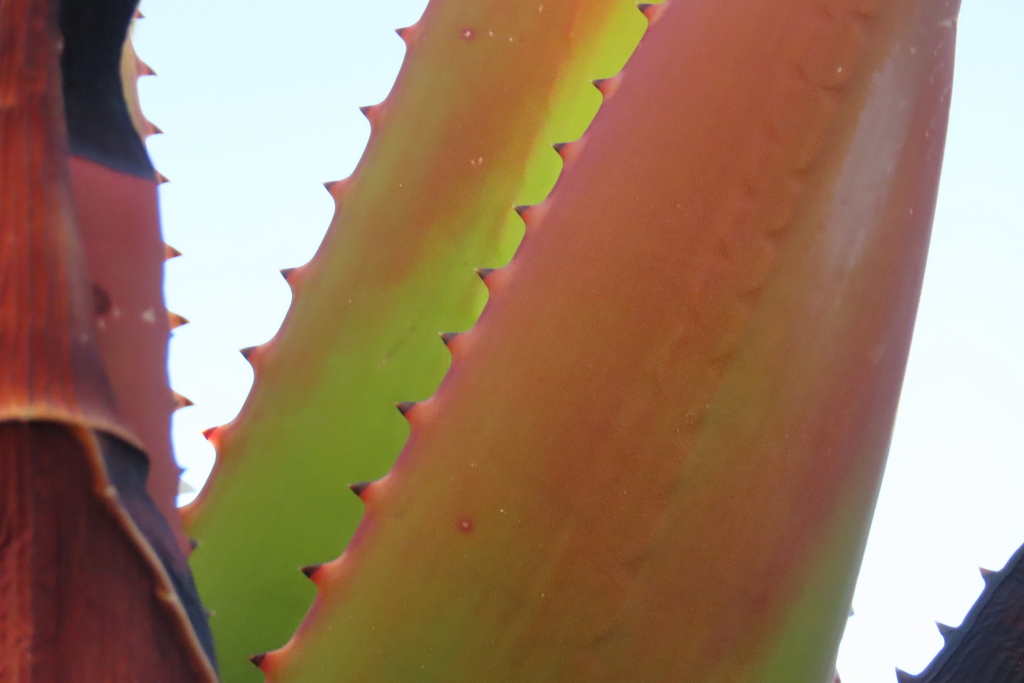 Aloe gariepensis; photograph author not stated, no rights reserved