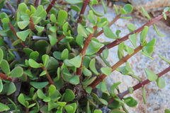 Portulacaria fruticulosa