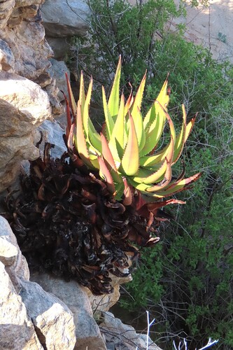 Aloe gariepensis, photograph 2