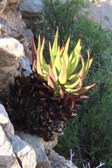 author not stated, no rights reserved Aloe gariepensis, photograph author not stated, no rights reserved