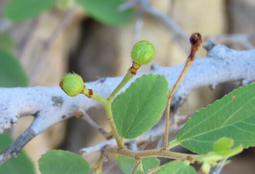 Grewia flava, photograph 6