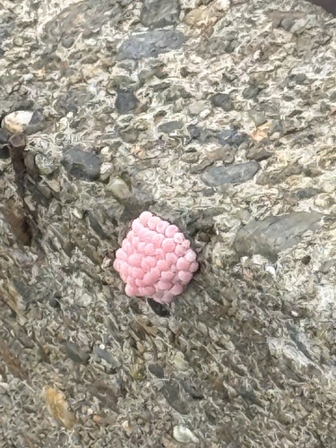 Channeled Apple Snail