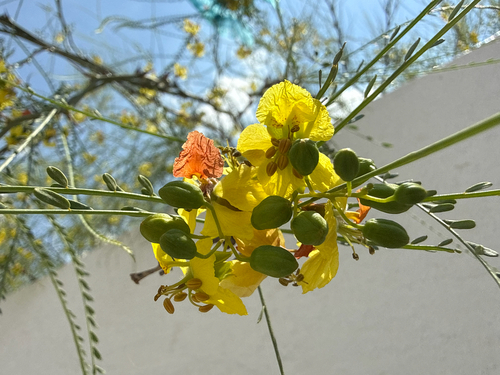 Mexican palo verde