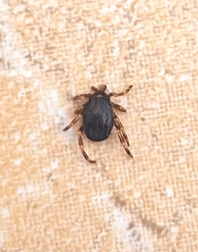 Mediterranean Hyalomma