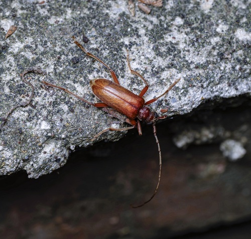 Apatophysis, 2026-06-24