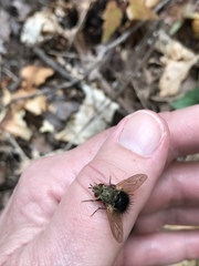 Epalpus